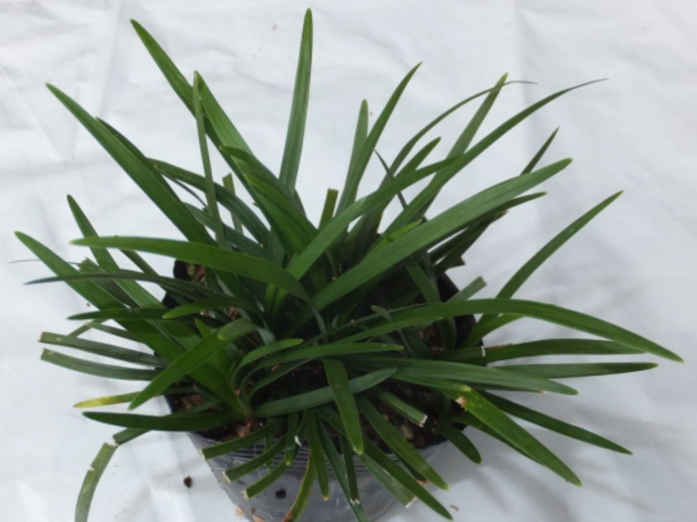 たまりゅう Amazon.co.jp: タマリュウ・玉竜120ポット（40ポット3ケース