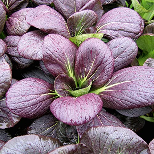 Purple Pak Choi F1 Hybrid Seeds Lady Bok Choy with Lavender Elegance (B0CLZQZ878) Amazon Price History, Amazon Price Tracker