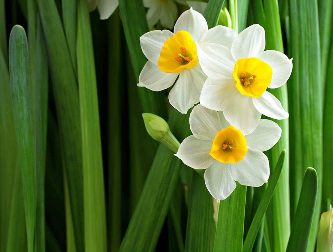 PLANTOGALLERY Flower Bulbs Pack | Nargis Flower Bulbs for Home Garden - Pack of 20 Bulbs Fresh & Healthy