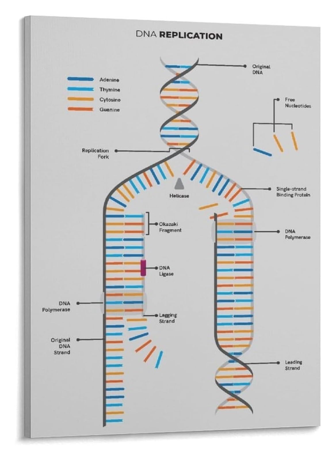 XGINERFEX DNA Replication and Structure Biology Poster Science Classroom Wall-Art Educational Chart for High School College(Framed,08x12inch(20x30cm))