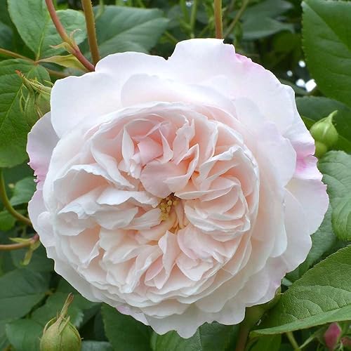 Miniatura 5 de Heirloom Roses David Austin Rose Plant - The Albrighton Rambler® Rose para jardinería al aire libre, rosa viva para plantar