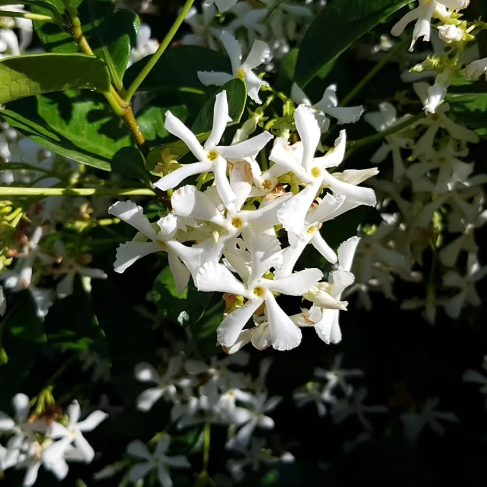 Amazon.com : 2 Jasmine Plants Live, Climbing Jasmine Flower Plant