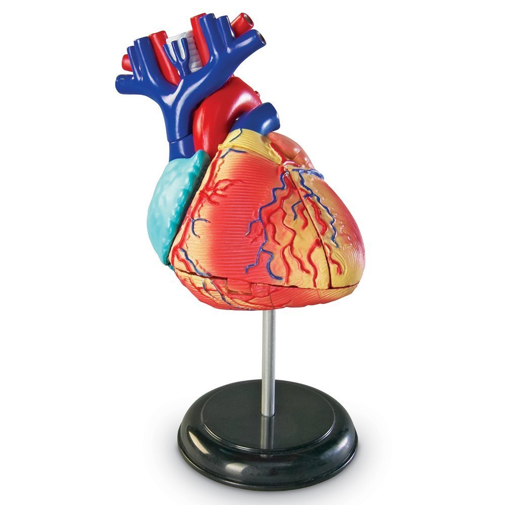 Buy Learning Resources Human Heart Model, Working Heart Model, Anatomy