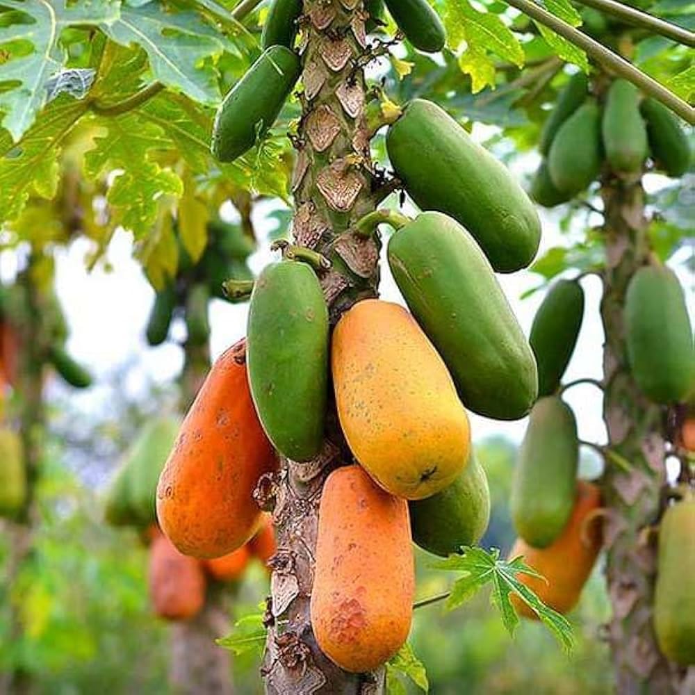 DEYS AGRO f1 786 HYBRID PAPAYA seeds | RED LADY PAPAYA SEEDS for your home garden pack of 150 seeds (B0DFQFZWYG) Amazon Price History, Amazon Price Tracker