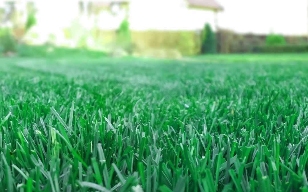 R&R SHOP – Samen für Rasen, Poa pratensis, selbstregenerierend und widerstandsfähig (5Kg - 200mq)