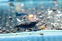Vista 7 de Acuario vivo de agua dulce Camarones Neocaridina (terciopelo azul (paquete de 5))
