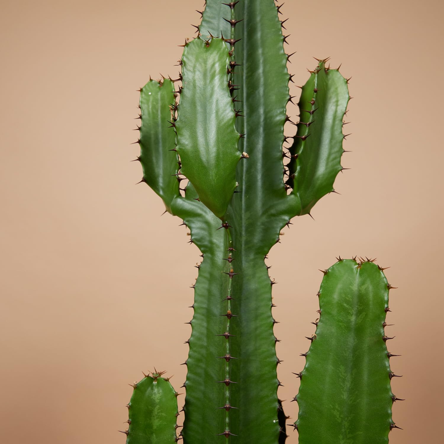 Bloomique - Euphorbia Acrurensis - Latte lupoforico - Cactus - Piante da appartamento - Facile manutenzione - Vaso 24 cm - Altezza 80-100 cm