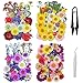 Cayway 160 Pz Naturales Flores Prensadas Secas con Pinzas Tijeras, Flores Secas Reales para Resina para Resina Scrapbooking Artesanía de Bricolaje, Joyería de Resina Epoxi, Fabricación de Jabón