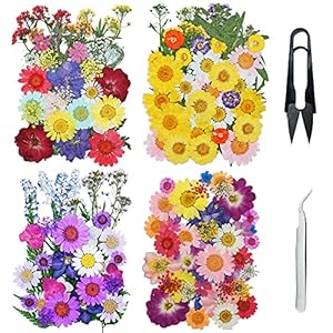 Cayway 160 PCS Bricolage Fleurs Séchées Ensemble avec Pince à Epiler et Ciseaux, Fleurs Pressées Séchées Fleurs Sechees Naturelles pour L&rsquo;artisanat d&rsquo;art de Bricolage, Les Bijoux en Résine Epoxy