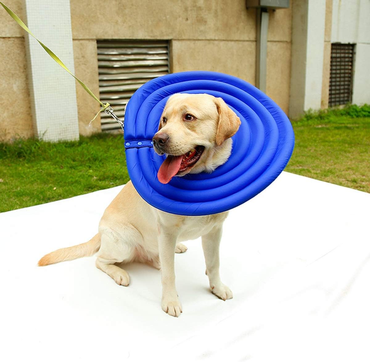 Dog Protection Soft & Lightweight Collar Adjustable Neckwear Anti-Bite Medical Recovery Protection Cone Prevent Bite XS-2XL (Color : Blue, Size : 2XL)