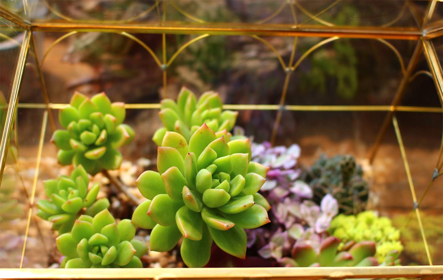 ELEGANTLIFE Szklana geometryczna roślina, terrarium, sukulenty i doniczka powietrzna do domu, ogrodu, biura, dekoracja (złoty dom)