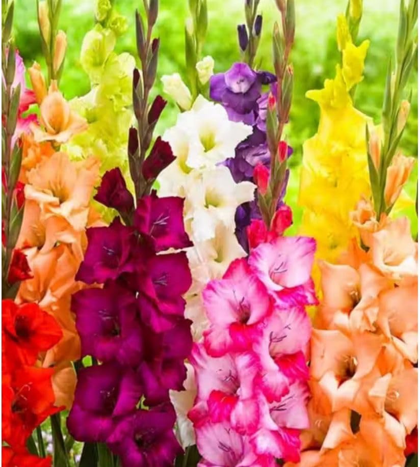 Premium Gladiolus Flower Bulbs Mix for Home Garden | Multi Color Tall Blooming Seasonal Flower Seeds/Bulbs Pack | Exotic Cut Flower Variety for Outdoor Balcony Terrace Gardening-image-35
