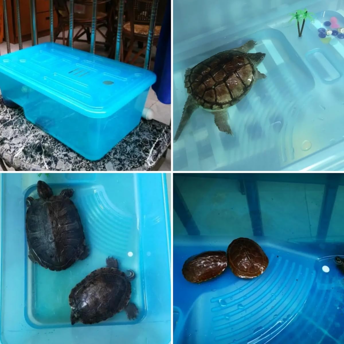 Amazon | カメ用水槽 亀 水槽 大型 飼育ケース プラスチック タートル