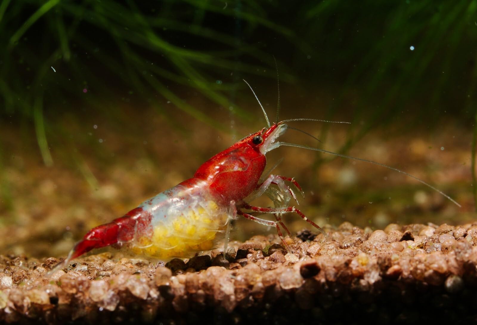 Red Rili Garnele, 10 Stück