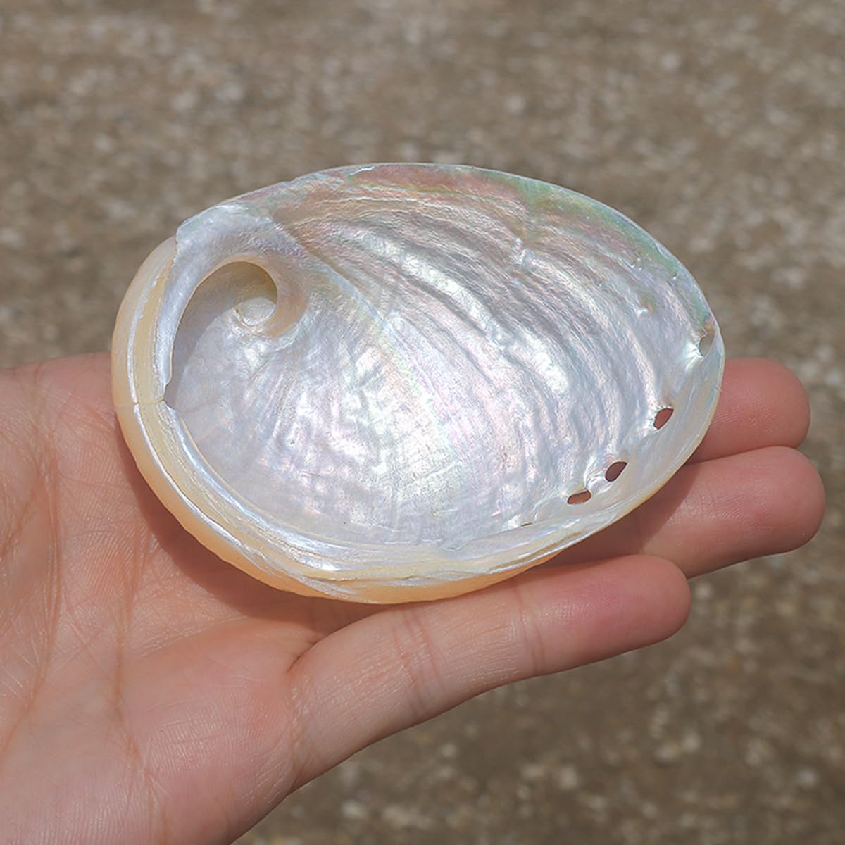 Amazon.co.jp: 天然サザエ殻、海洋貝殻、 1個 大型 ホワイト 天然 希少