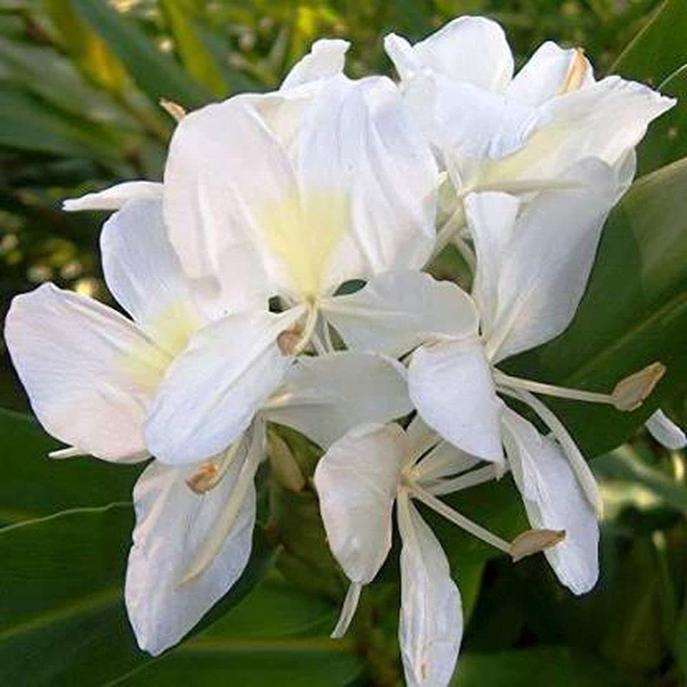 Hedychium/Ginger Lily Spring Flower Bulbs For Home Gardening Pack Of 3 Bulbs (White) Healthy And Fresh Flower Bulbs By PLANTOGALLERY (B09B2L442B) Amazon Price History, Amazon Price Tracker