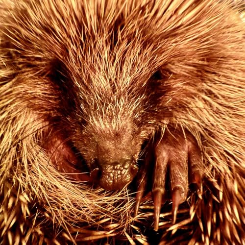 A Visit from Mrs Hedgehog; Peter Wimsey solves the Mystery; and The Anglo-Saxon Chronicles tell of boy Alfred’s visit to Rome Podcast Por arte de portada