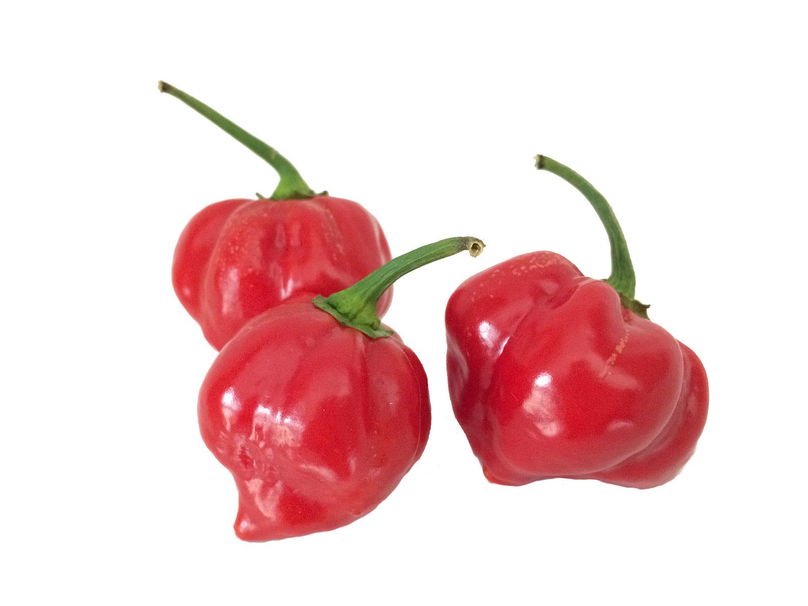 Habanero Red (Eine der schärfsten Chilis der Welt) 2000 Samen