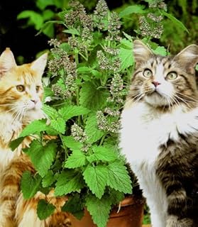 Potted Plants: Catnip. Nepeta Cataria Catmint Pack of 3 Plants