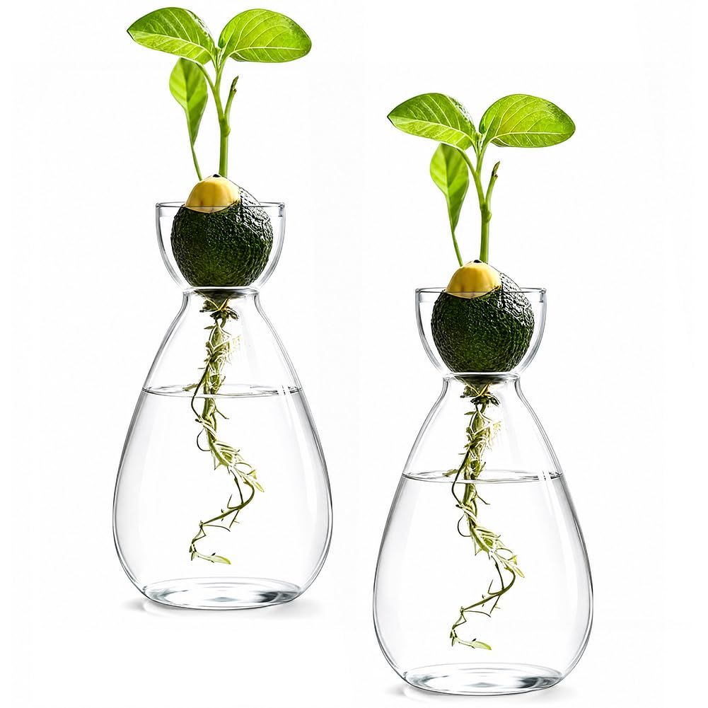 Terrario per piante idroponiche, 2 pezzi, stazione di coltivazione idroponica, vaso per semi di avocado, per gli amanti delle piante, decorazione da tavolo per casa e ufficio, piante acquatiche o