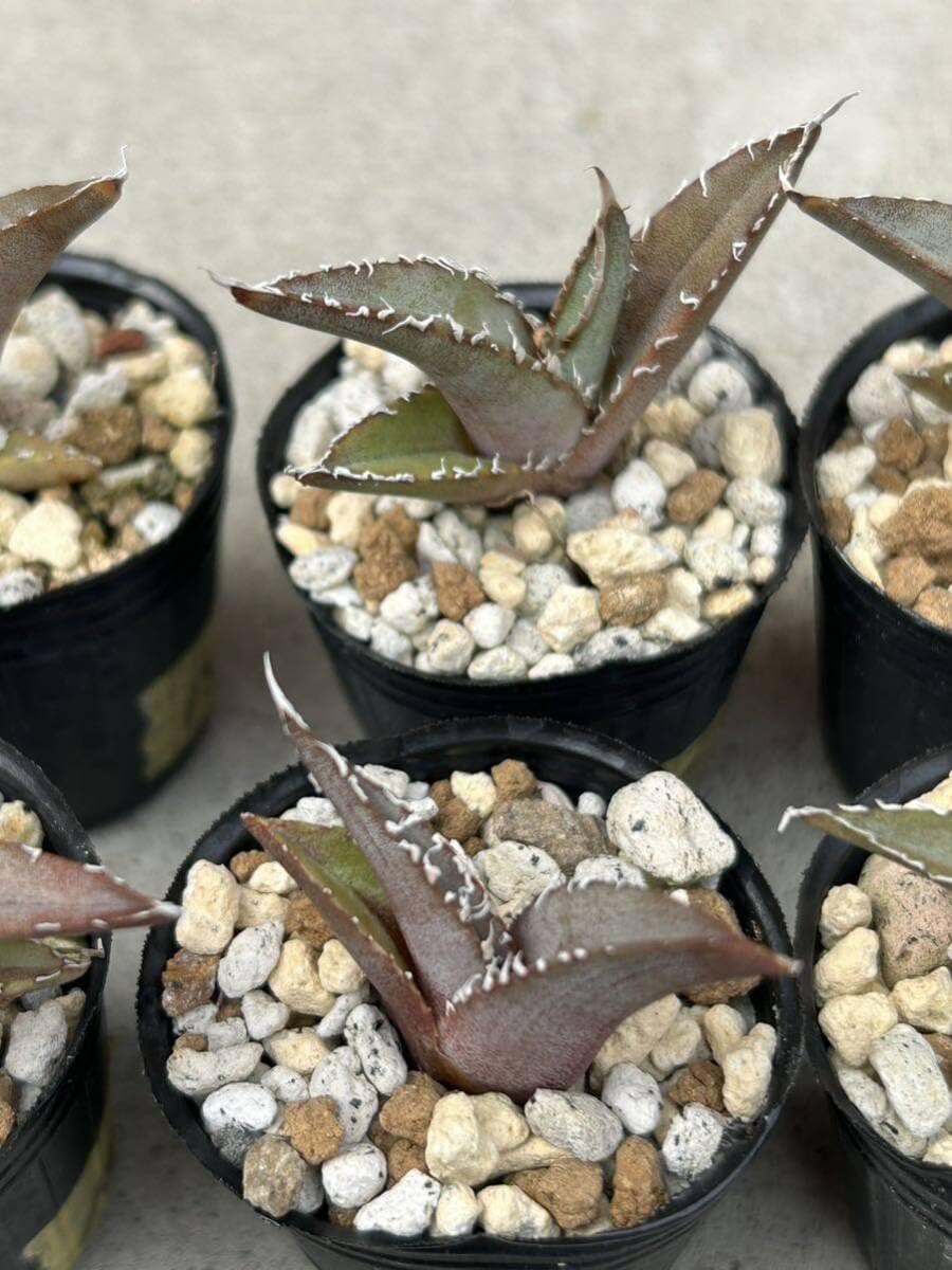 Amazon.co.jp: アガベ オテロイ 12株セット 実生 15多肉植物 観葉植物