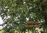  Teddy in ... / Teddy im Westerwald