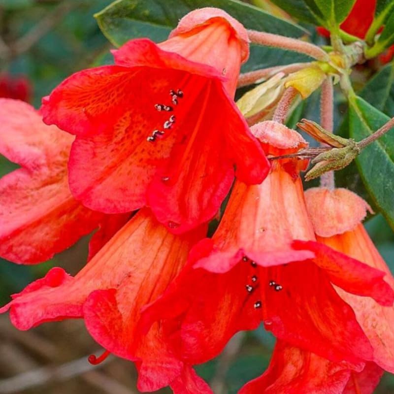 Orange Rhododendron Plant Live, Azalea Plants, Rhododendron Azalea Bushes Ready to Plant, Live Shrubs for Outdoor Planting