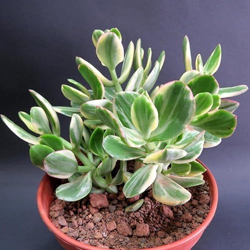 Planta de jade abigarrada tricolor viva, crassula ovata jade suculenta viva en maceta de 4 pulgadas, suculentas raras bien enraizadas para plantar
