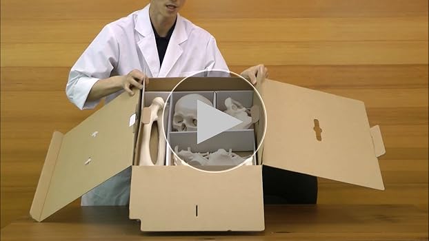 Amazon.co.jp: 全身の骨を集めた骨模型セット，各骨を詳しく観察