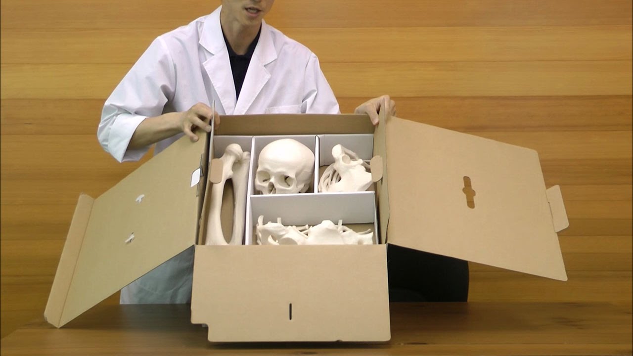 Amazon.co.jp: 全身の骨を集めた骨模型セット，各骨を詳しく観察でき