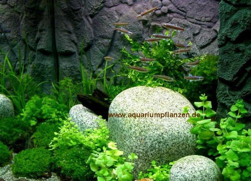 Nano 10 - Pflanzen Set für Nanoaquarium 30-40 l