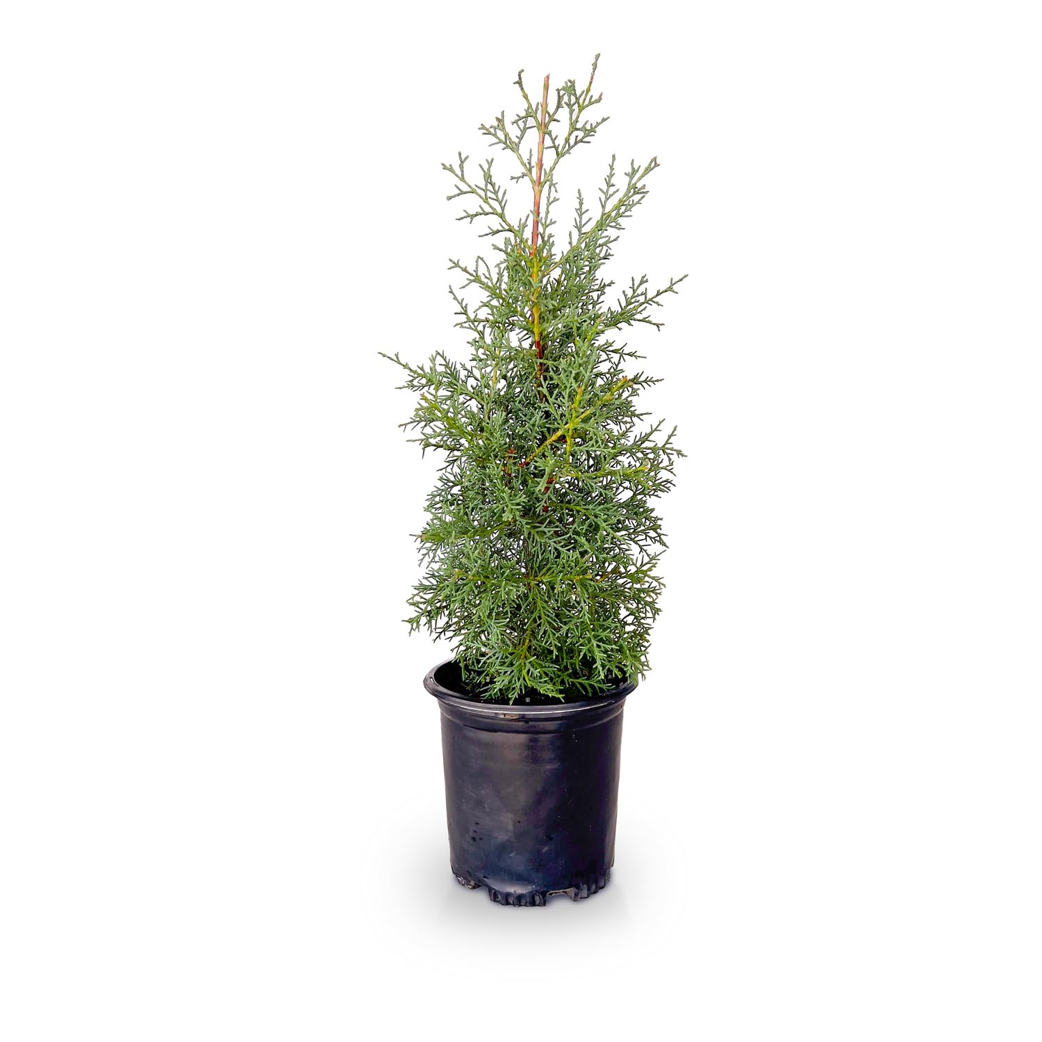 Plants by Mail Carolina Sapphire Arizona Cypress