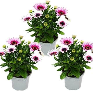 Margarita de Exterior Color Rosa - Pack 3 Plantas - Margaritas Dimorphoteca Naturales con Flores Rosas