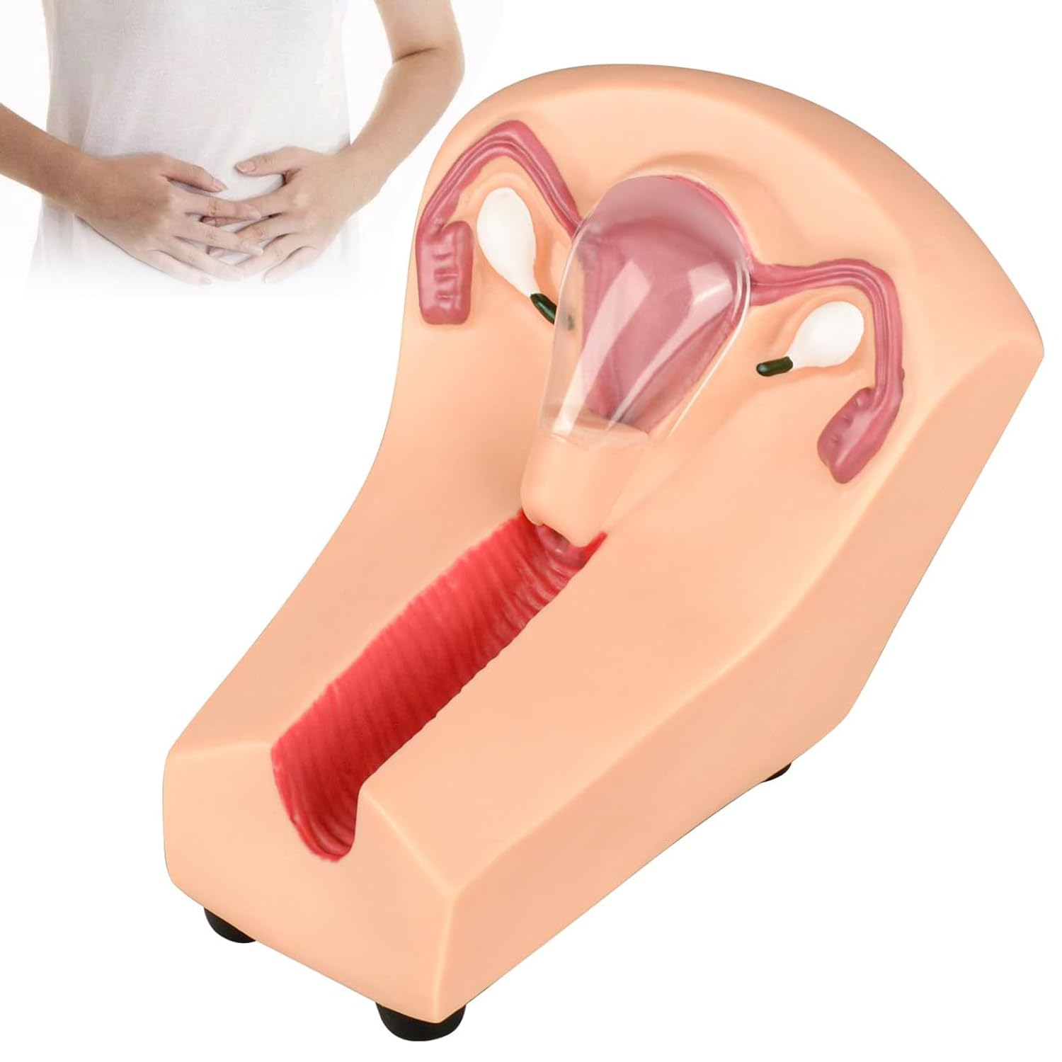 WHOOLEFUN Intrauterine Contraceptive Training Model, IUD Simulator, Uterine Internal Contraception Guidance Model, Female Translucent Uterus, for Gynecology Guide, Nursing
