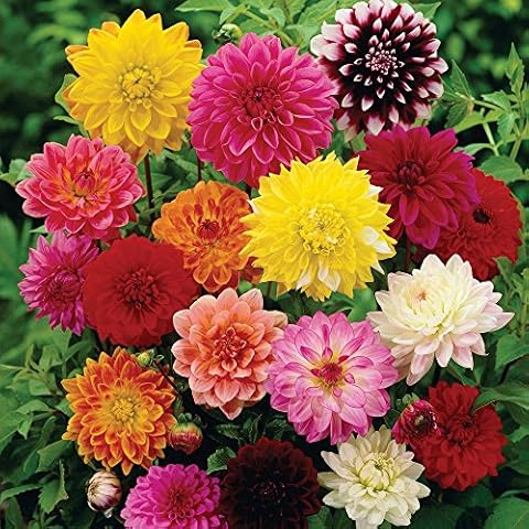 Bolly Bulbs® - Decorative Dahlias - Mixed Colours (5 Tubers) Cover