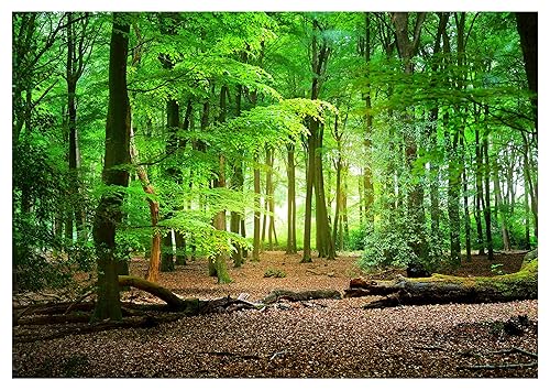 Fototapete Wald Bäume grün Natur 416x254 cm - inkl. Kleister -...