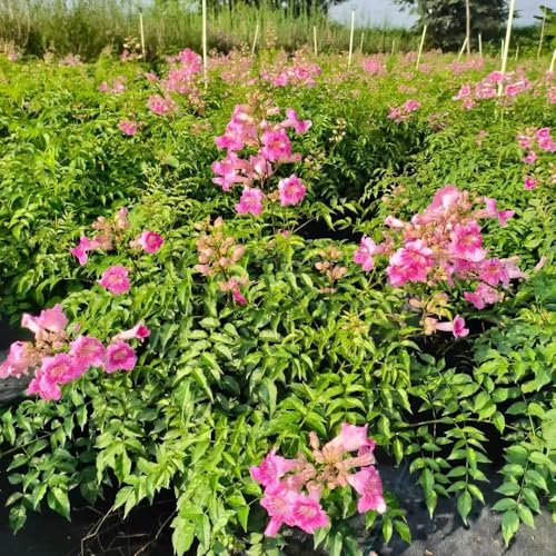 85 piezas trepadoras semillas de balcón jardín semillas de trompeta,