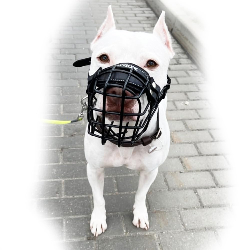 Bozal de Metal para Perro #37 para Amstaff y Pit Bull - Cesta de Alambre recubierta de plástico para Calavera Ancha - Correas de Cuero Transpirables y Ajustables
