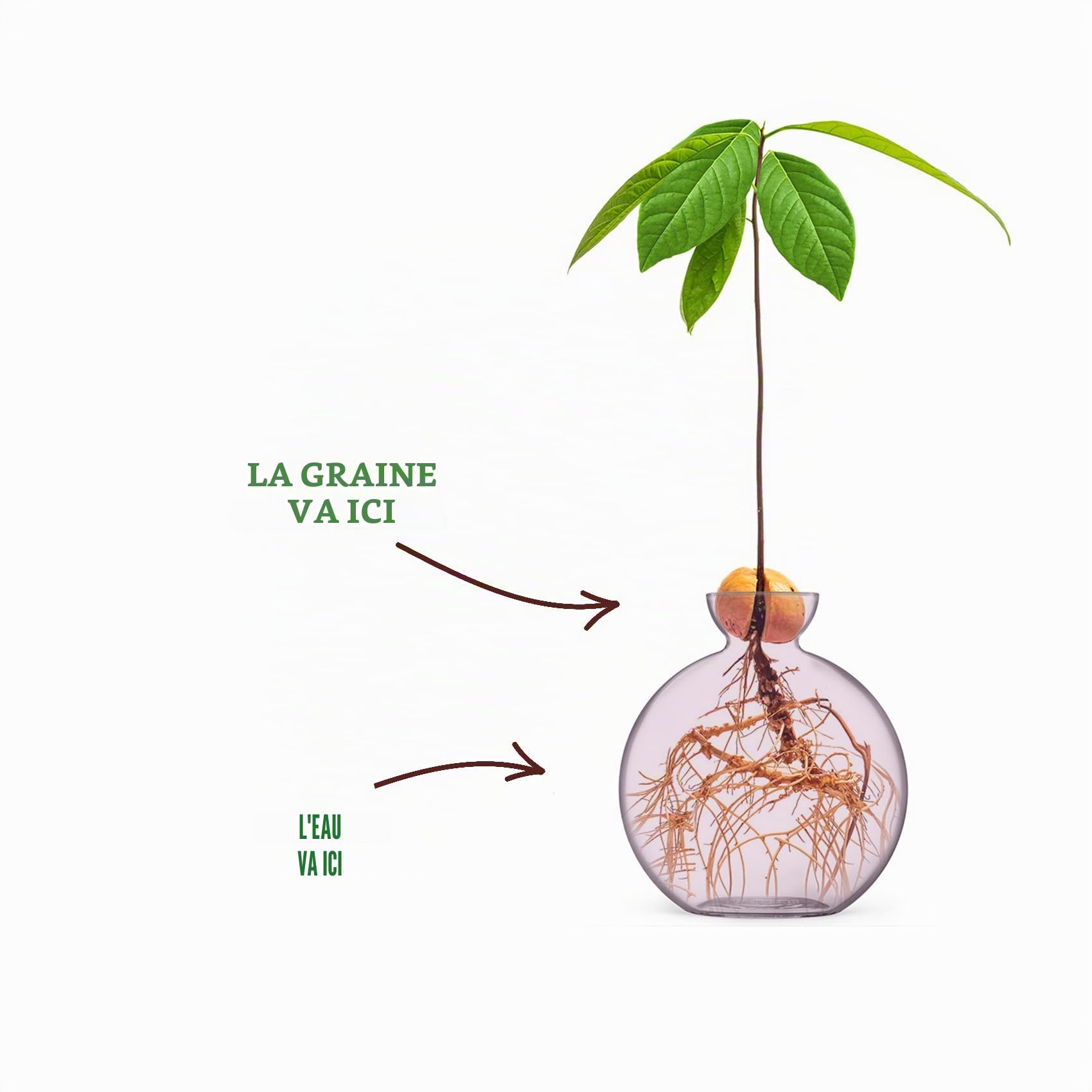 Vase à graines d'avocat pour avocats (Avocado Blush)