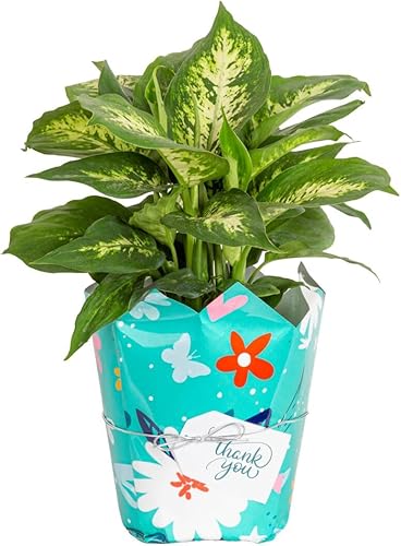 Costa Farms Dieffenbachia, planta de interior viva en maceta de decoración moderna, planta viva en maceta en mezcla de tierra para macetas, mesa,