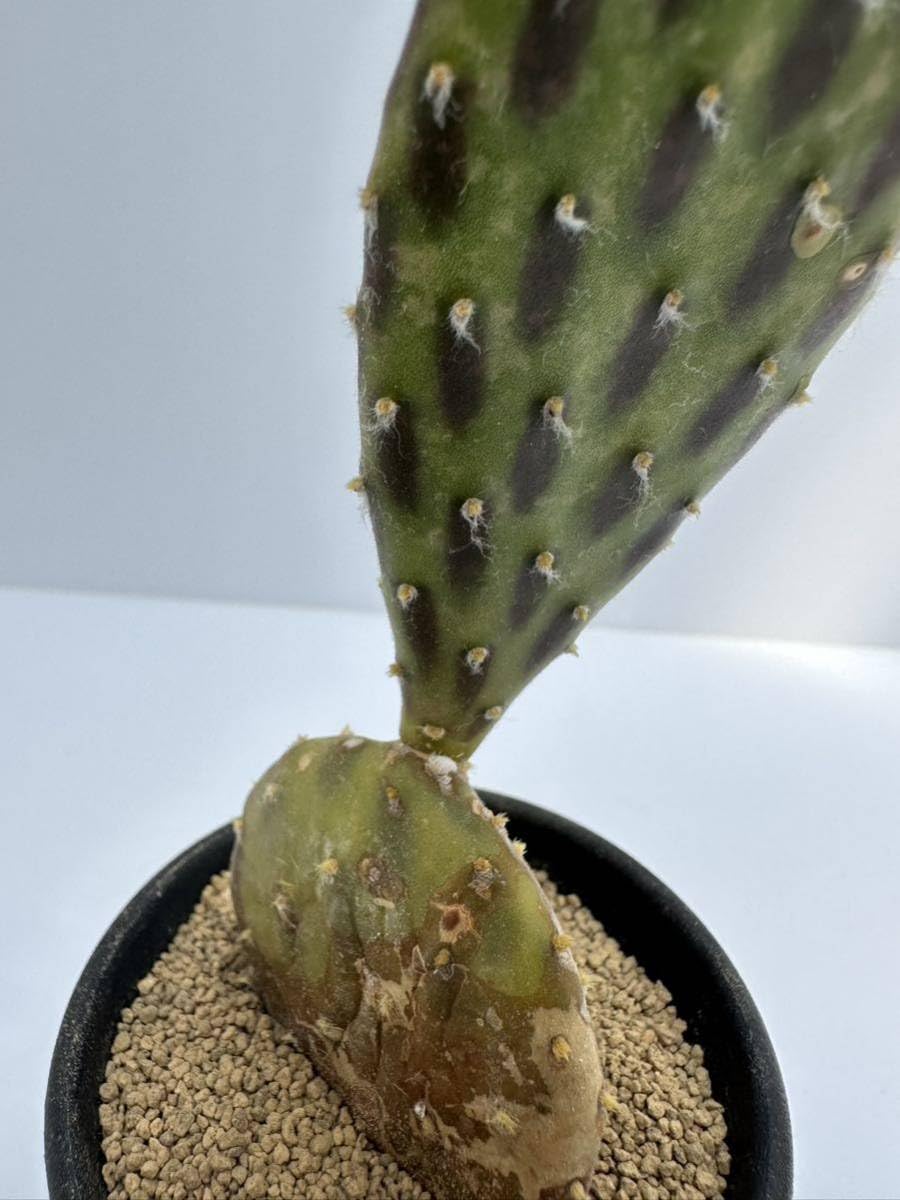 Amazon.co.jp: オプンチア ステノペタラ パンダ団扇 パンダウチワ