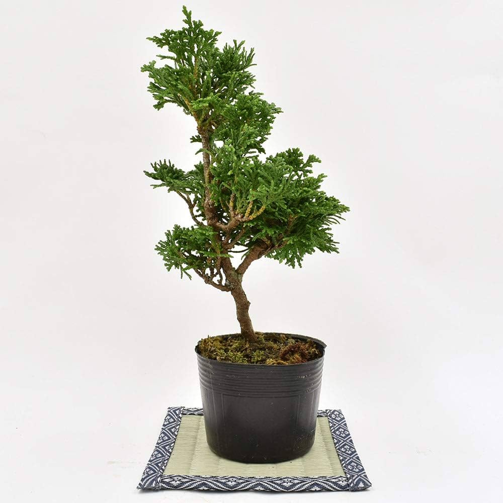 津山桧盆栽 8-1 津山桧盆栽 8-1 津山桧盆栽 8-1 津山檜 小品盆栽