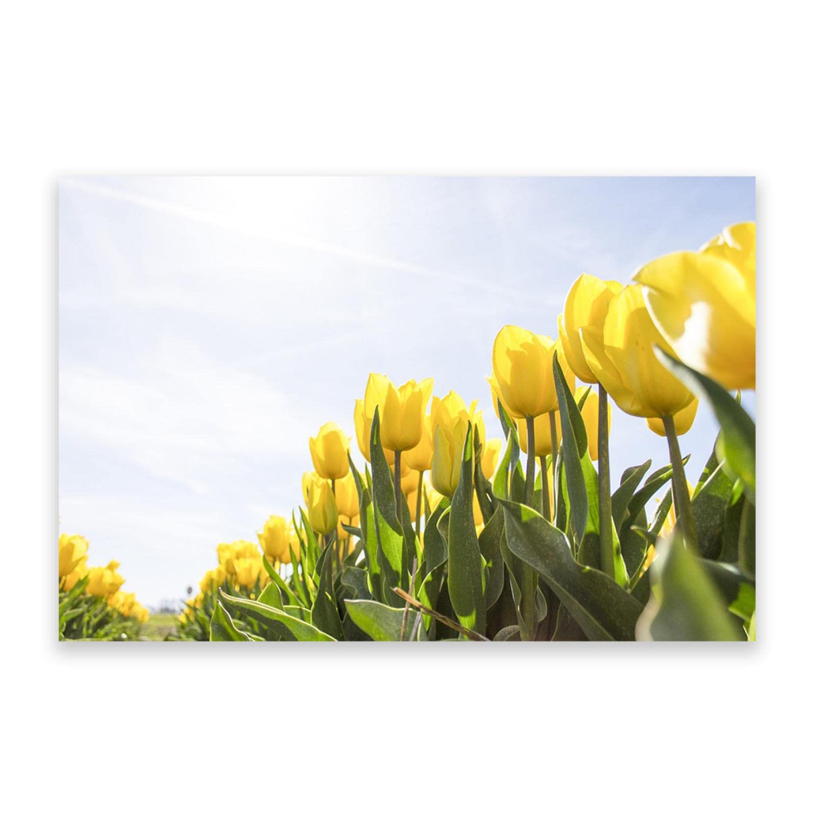 Nowoczesny kwiatowy obraz na ścianę. Plakat z żółtymi tulipanami. Ponadwymiarowa sztuka ścienna. Nowoczesne obrazy do wystroju salonu. 40 x 60 cm (15,8 x 23,7 cala) bez ramy