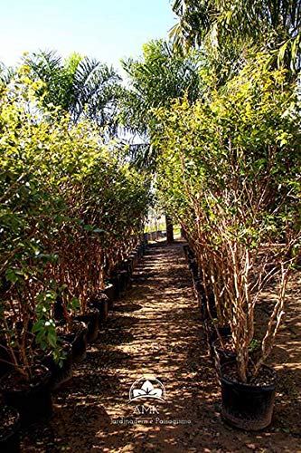 Muda De Jabuticaba Hibrida (Em Ciclo Produtivo)