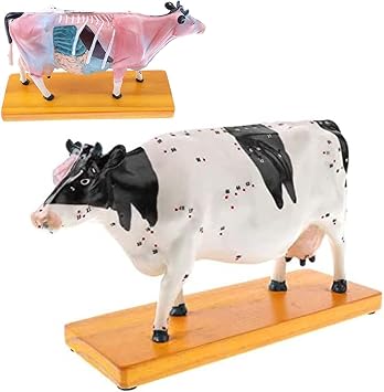 4D Vision Cattle Anatomy Model, Moxibustion Cow Anatomical Model, Animal Veterinary Training for Animal Teaching Demonstration Cat Model Anatomy Tool