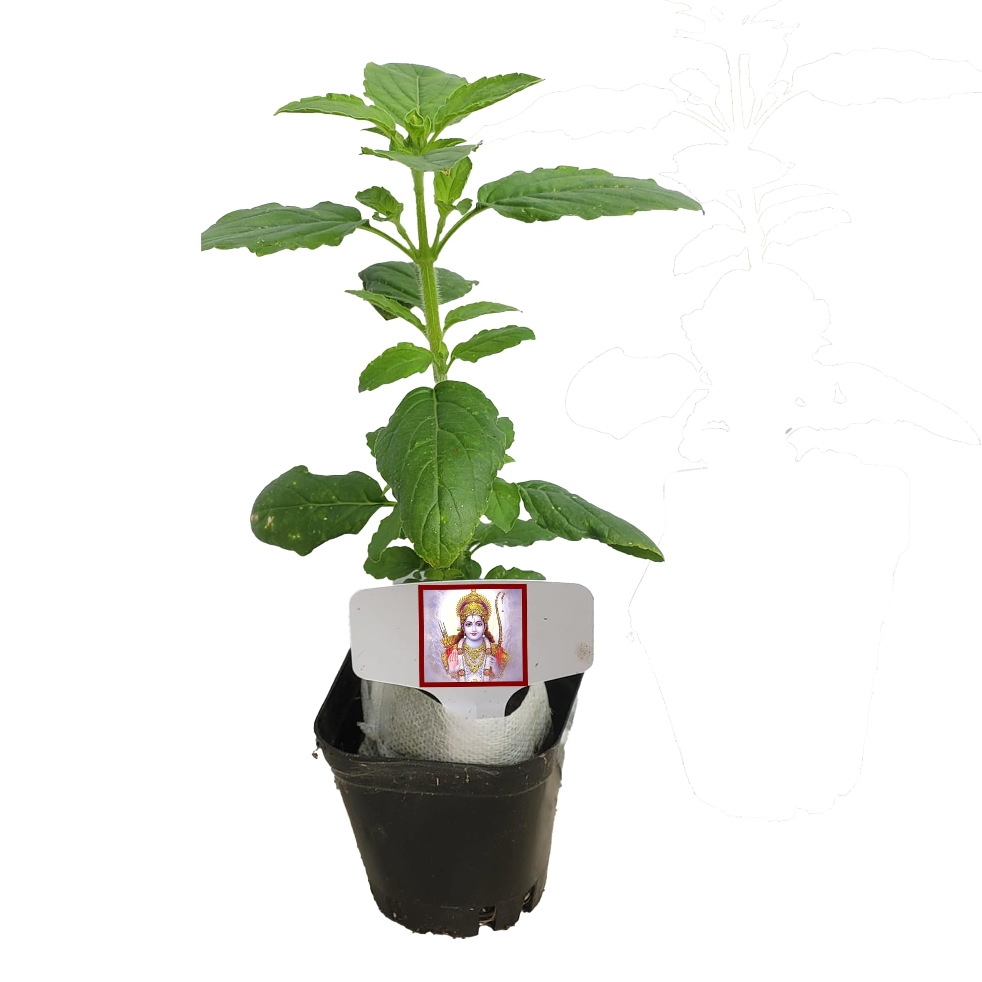 Real Live Rama Tulsi. with Indian Tulsi Smell. Good for Puja. Fragrant, Fresh, Edible. Easy Grow. Indoor/Outdoor. (1 Rama Tulsi in Cup)
