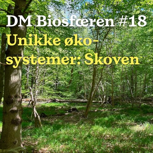 DM Biosf&aelig;ren: Kan skoven l&oslash;se alle vores problemer &ndash; og skal den det?