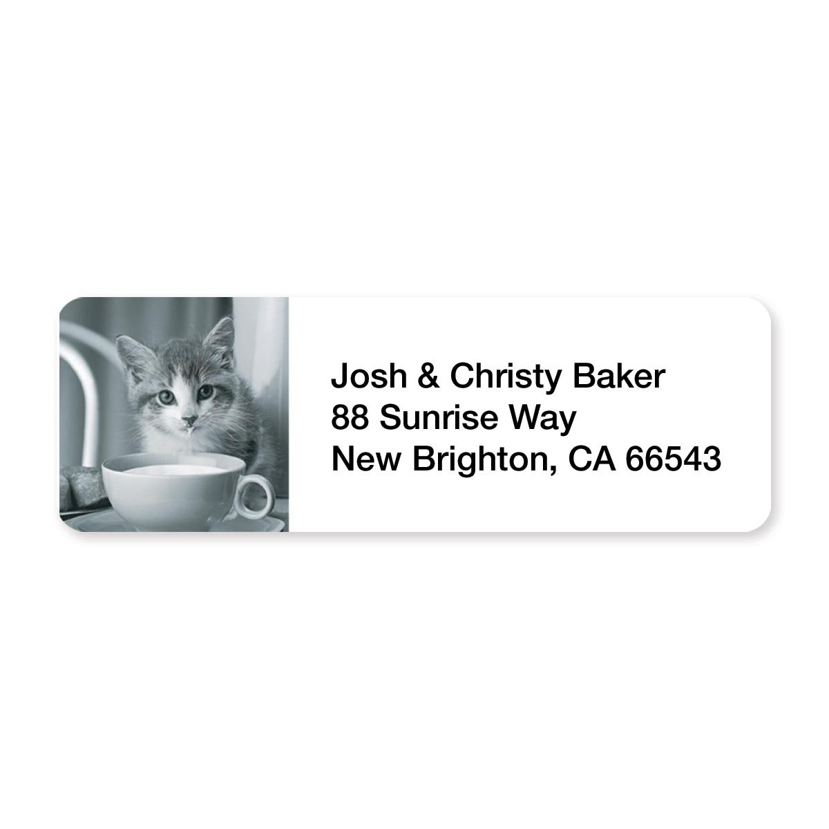 Grey Kitten, Got Cream? Set of 215 Sheeted Address Labels