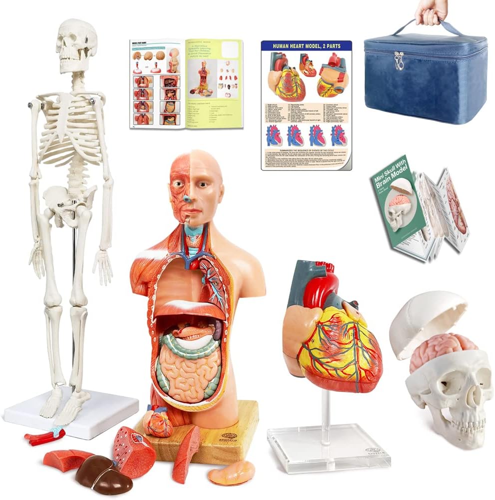 EVOTECH SCIENTIFIC Human Body, Skeleton, Heart, Half Size Skull with Brain Models-Best Anatomy Model Bundle Set of 4 Hands-on 3D Model Study Tools for Medical Student Teacher