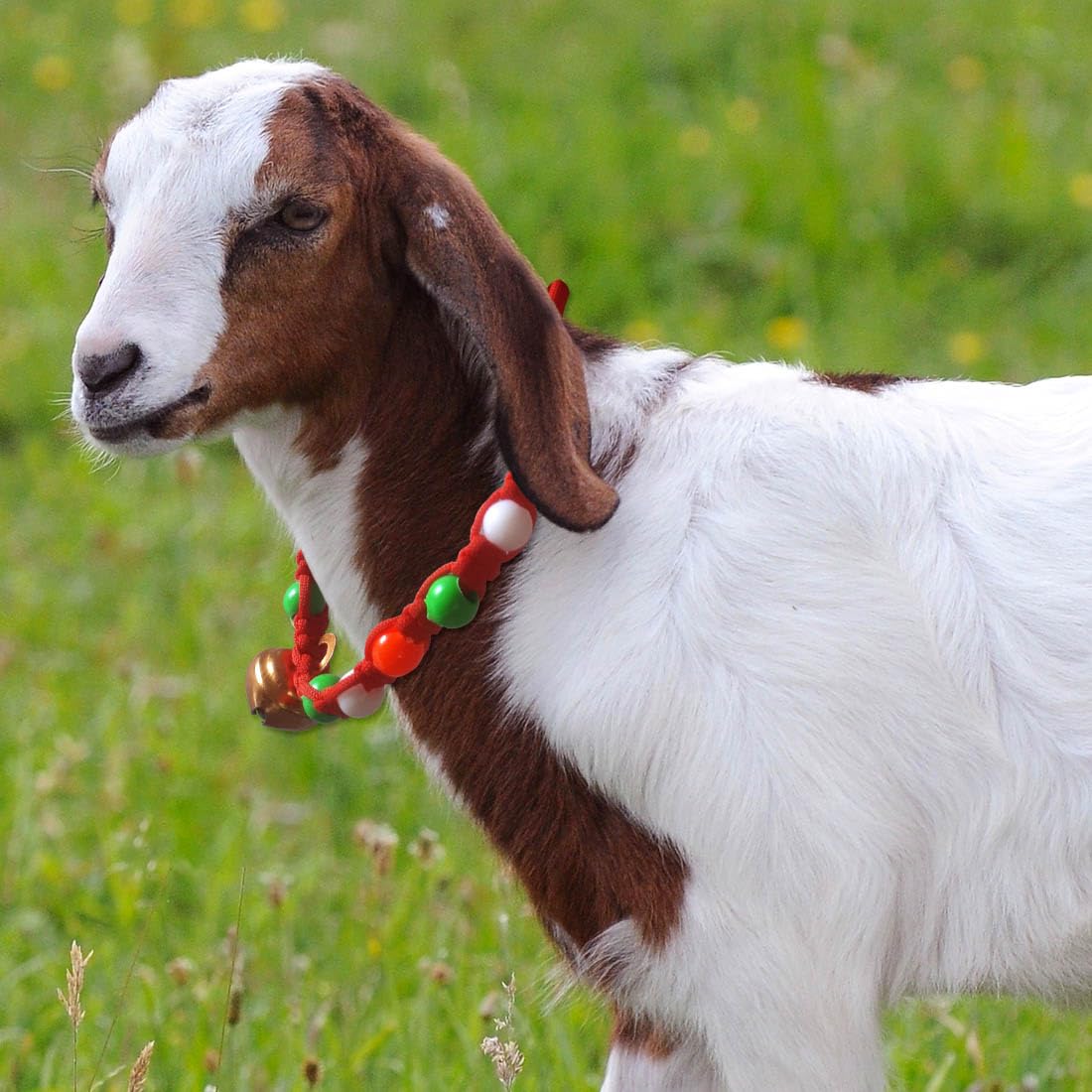 Goat/Sheep Halter Nylon Rope,Leash,Goat Cord,Sheep Collar,Goat Belt 58 cm Multicolor (B0C8G2RVR7) Amazon Price History, Amazon Price Tracker